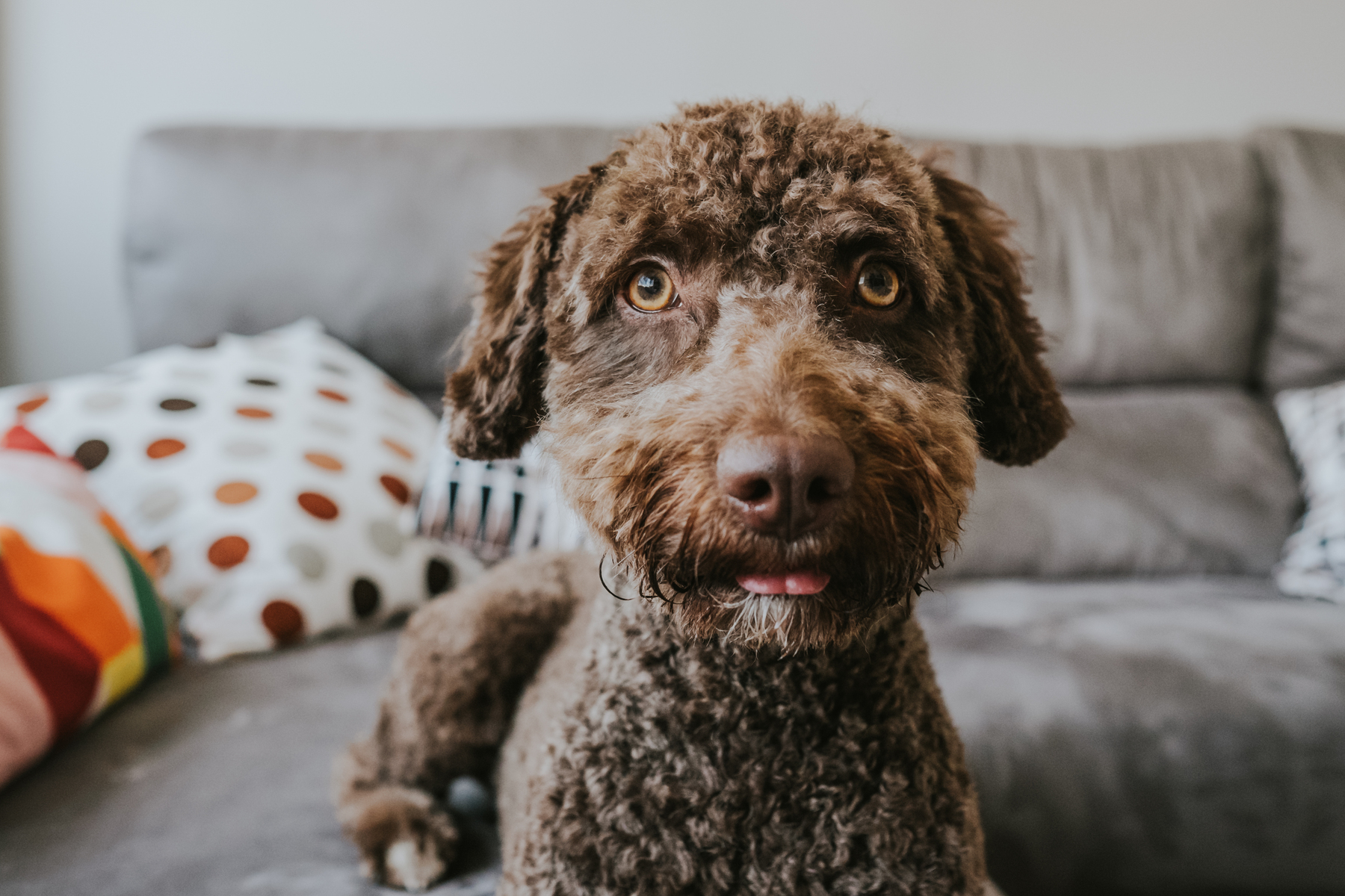 Dog sitting on a couch